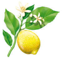 Эфир лимонной кислоты