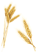 Масло ростков пшеницы