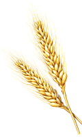 Экстракт ростков пшеницы