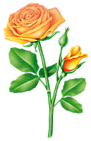 Прованская роза